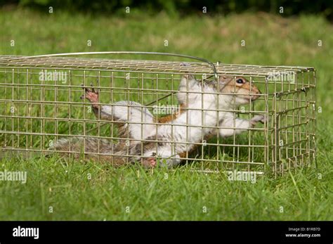 Grey Squirrel caught in a Humane Squirrel Trap Sciurus Carolinensis ...