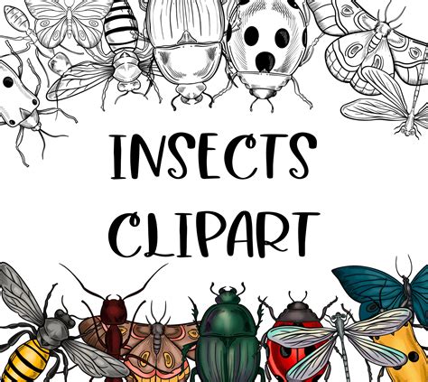 8 Insects Clipart Set in Black and White and Colored Versions. DIGITAL ...