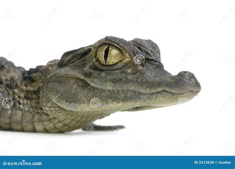 Young Spectacled Caiman stock photo. Image of reptile - 2313638