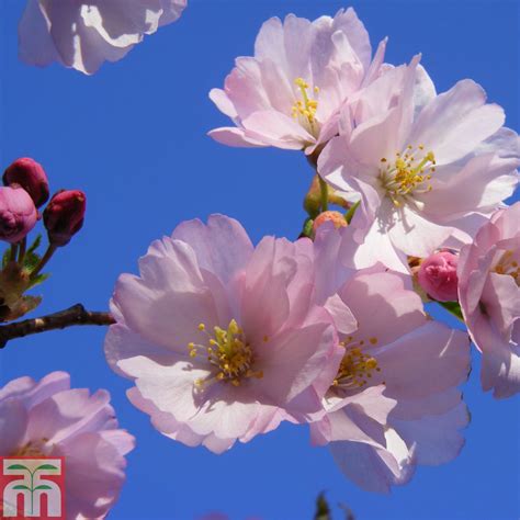 Prunus 'Accolade', Flowering Cherry 'Accolade' in GardenTags plant ...