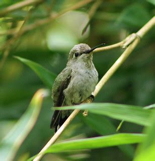 Anna's Hummingbird (Juvenile) | Sarah Stierch | Flickr