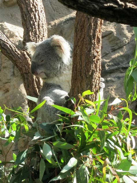 Wild Life Sydney Zoo | Koala | wiredforlego | Flickr