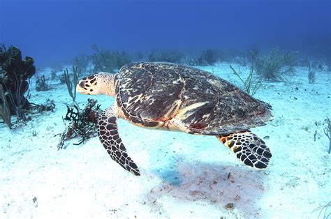 Injured Hawksbill Turtle With Damaged Photograph by Karen Doody | Fine Art America