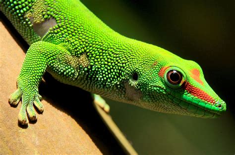 A fifth of world's reptile species deemed threatened with extinction | Reuters