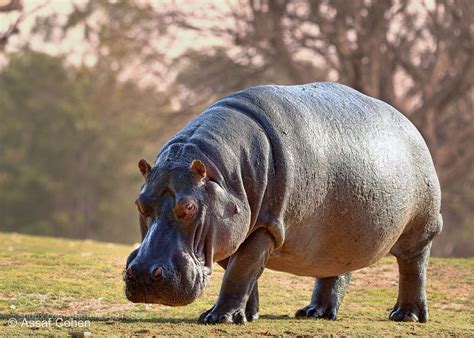 hippo (Assaf Cohen) #NIKON D7200 #animals #photo #nature | African animals photography, Wild ...