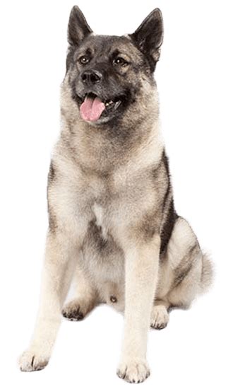 Norwegian Elkhound - Training Course on Norwegian Elkhound