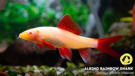 5 Top Albino Rainbow Shark Tank Mates - Fish Voyage