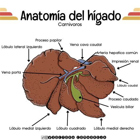 Anatomía del hígado de los carnívoros | Cosas de enfermeria, Medicina veterinaria, Anatomía