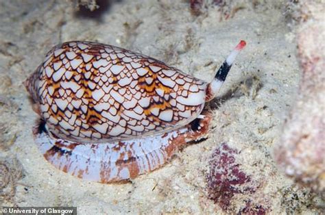 Deadly VENOM from poisonous sea snails could hold the key to developing new painkillers | Daily ...