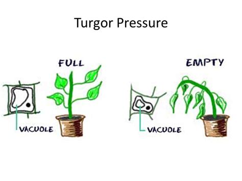 Image result for turgor pressure plants | Science activities, Teaching science, Homeschool science