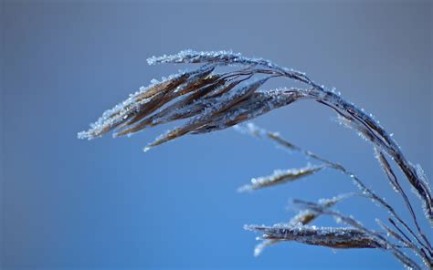 Wallpaper : 1920x1200 px, bokeh, frost, grass, macro, winter 1920x1200 ...