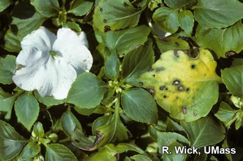 Impatiens – Leaf spot (Pseudomonas syringae) | Center for Agriculture, Food, and the Environment