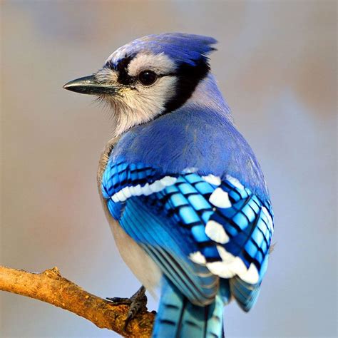 You are what hope looks like to a bird. | Backyard birds, Audubon birds, Great backyard bird count