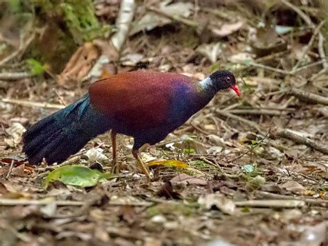 Pheasant Pigeon - eBird