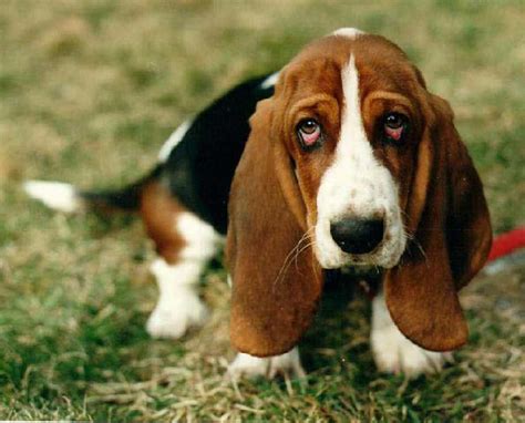 Basset Hound Dog Breed » Information, Pictures, & More