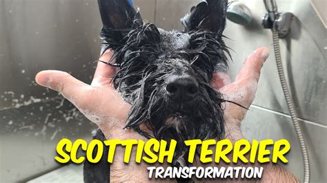 SCOTTISH TERRIER GROOMING Transformation - YouTube