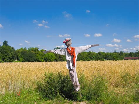 scarecrow at wheat field 2 Free Photo Download | FreeImages