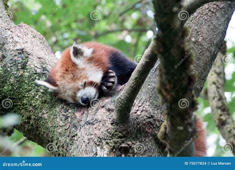 Red Panda Sleeping on a Tree Stock Photo - Image of resting, nepal: 75077824