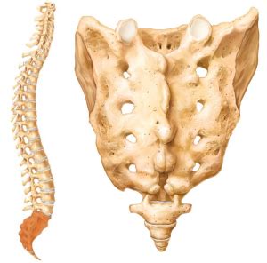 Your Sacrum & Your Coccyx | Clearview Chiropractic