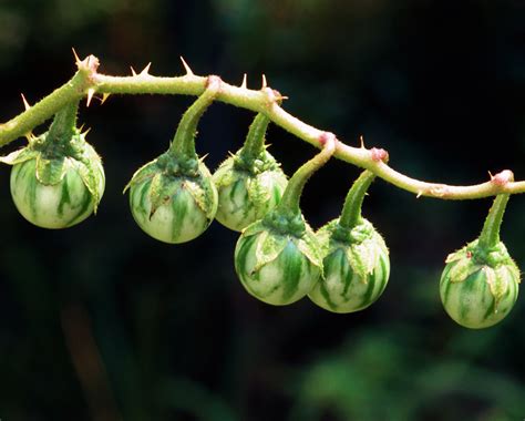 Horse-Nettle | Weed identification guide for Ontario crops | ontario.ca