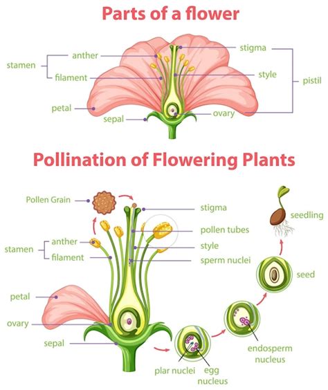 Free Vector | Diagram of pollination of flowering plants