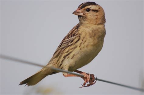 Bobolinks! — Birdchick