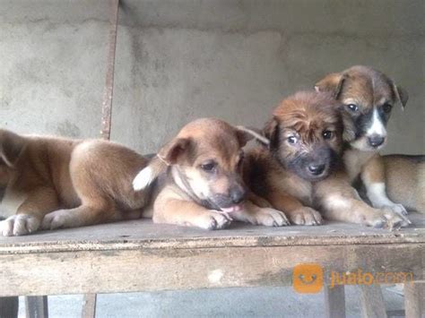 Makanan Anjing Kampung - Mari Berusaha, Semangat