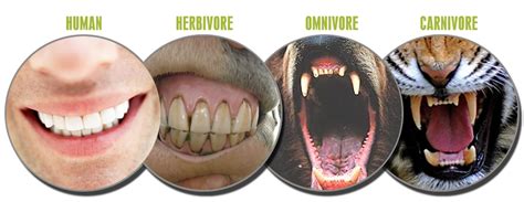 teeth of herbivores carnivores and omnivores - Google Search | Vegan quotes, Vegan facts, Vegan