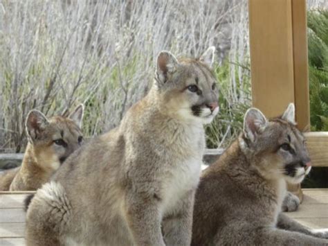 Three mountain lion cubs to be relocated from north Boulder – The Denver Post