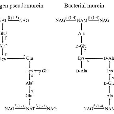 (PDF) Archaeal pseudomurein and bacterial murein cell wall biosynthesis share a common ...