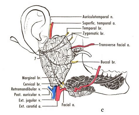 Dentistry lectures for MFDS/MJDF/NBDE/ORE: A NOTE ON ANATOMY OF PAROTID ...