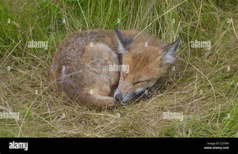 Sleeping fox cub Stock Photo - Alamy