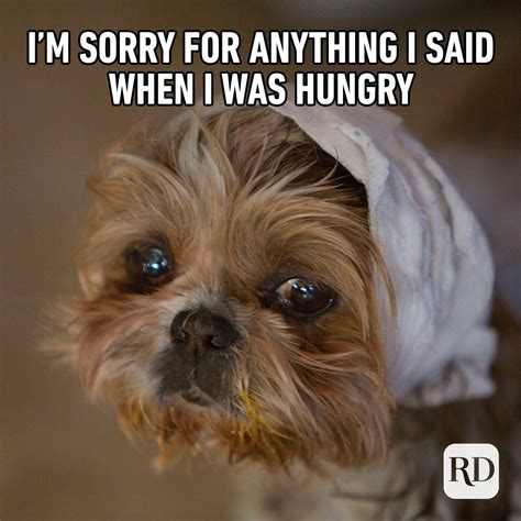 45 Funny Animal Memes | Reader's Digest