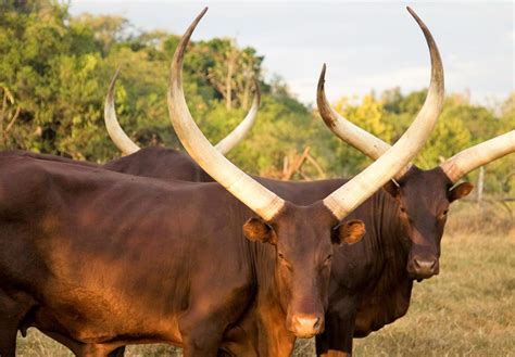 Ankole Community visit | Magic Safaris