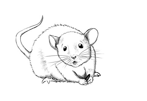 How To Draw A Mouse - Draw Central