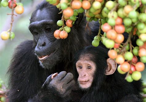 Let's Talk Primates: The spatial and temporal complexity of fruit species consumed by chimps
