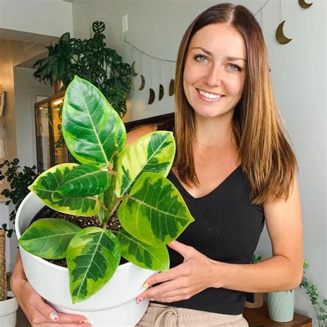 Expert Yellow Gem Ficus Cultivation and Maintenance Tips