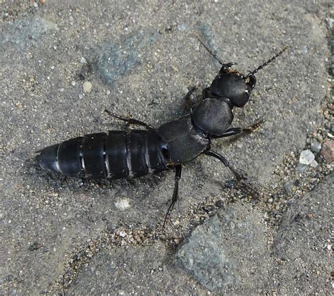 Devil's Coach-horse Beetle | Thats to Swampy for identifying… | Flickr