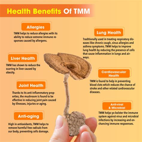 TruHerbs Tiger Milk Mushroom Sclerotia – Truherbs