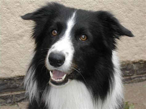 Breed of the Month - The Border Collie