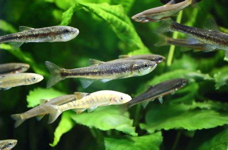 Why You Should Consider Minnows for Your Pond - Henneke Fish Hatchery