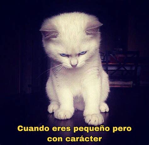 Pin on Memes de Gatos