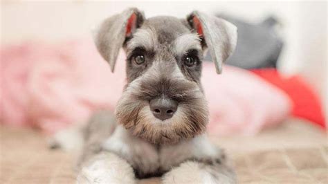 Do Schnauzers Shed