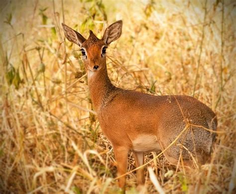 Dik-dik antelope Photograph by Nian Chen - Pixels