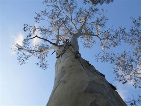 Manna Gum - ClimateWatch Australia- Citizen Science App