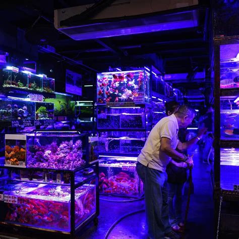 How to Set Up a Thriving Aquarium Business