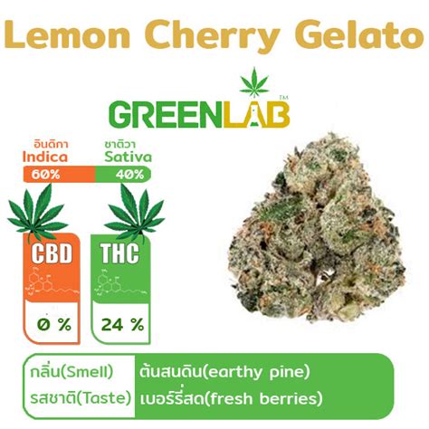 Buy Lemon Cherry Gelato Online at Best Price in Thailand: ThaiGreenLab Shop