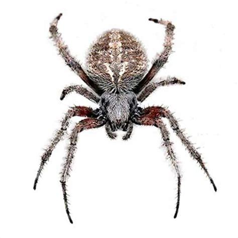 Orb Weaver Spider Identification, Habits & Behavior | Vermont Pest Control