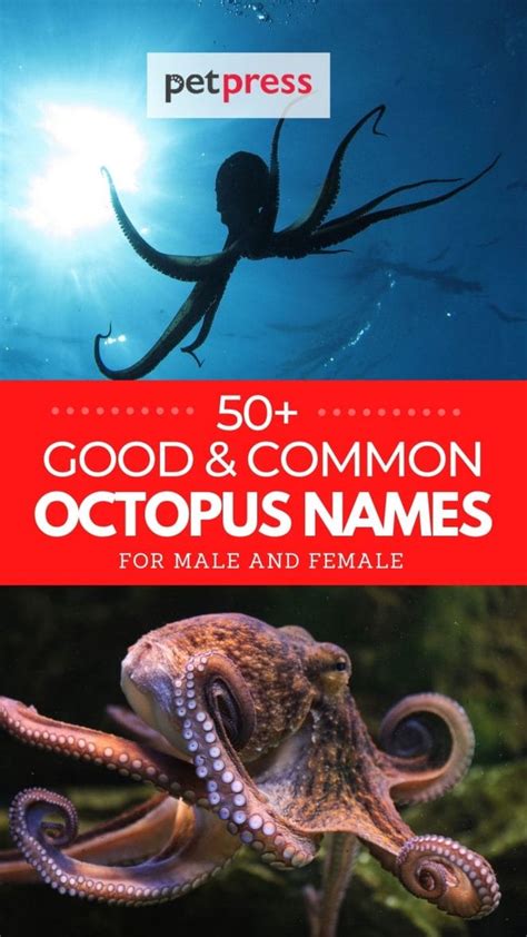 60+ Good Octopus Names - Common Octopus Male & Female Names