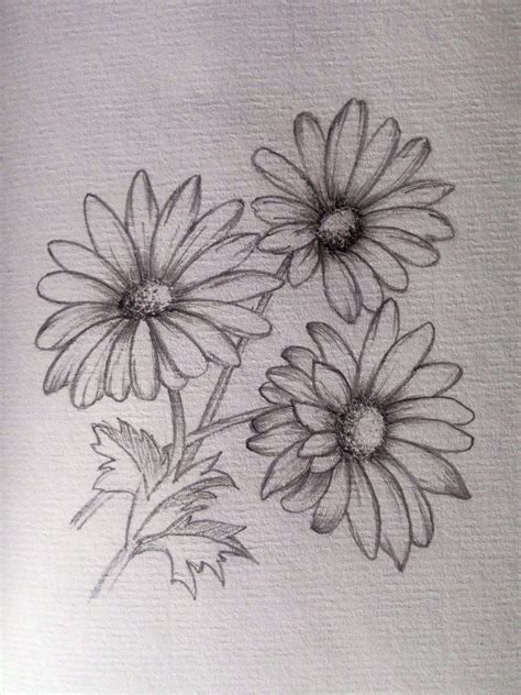 My practice #daisy #pencil #sketch #draw | Flower drawing, Daisy flower drawing, Pencil drawings ...